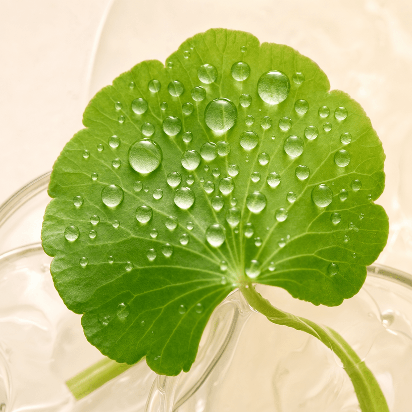 Fresh centella leaf covered with water droplets